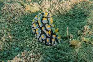 Stonefish Prints: Sea slug in the Sea of the Philippines