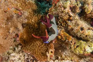 Stonefish Prints: Sea slug in the Sea of the Philippines