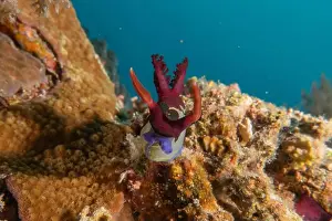 Stonefish Prints: Sea slug in the Sea of the Philippines