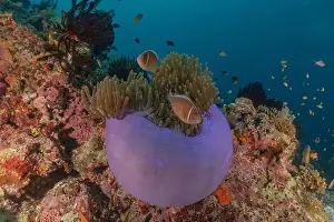 Stonefish Prints: Sea slug in the Sea of the Philippines