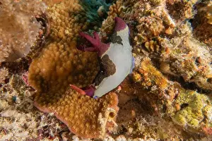 Stonefish Prints: Sea slug in the Sea of the Philippines