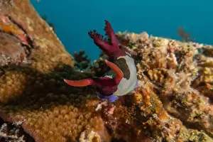 Stonefish Prints: Sea slug in the Sea of the Philippines