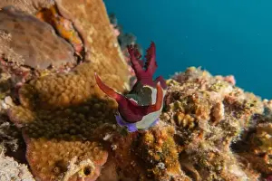 Stonefish Prints: Sea slug in the Sea of the Philippines