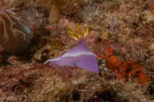 Anemone Prints: Sea slug in the Sea of the Philippines