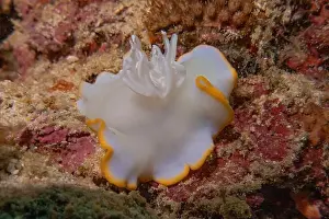Anemone Prints: Sea slug in the Sea of the Philippines