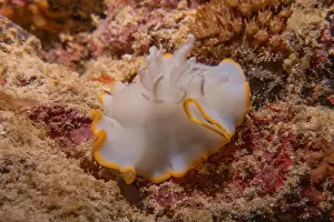 Anemone Prints: Sea slug in the Sea of the Philippines