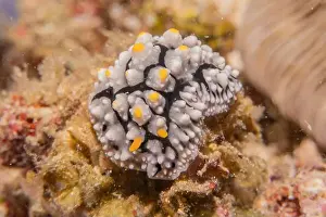 Anemone Prints: Sea slug in the Sea of the Philippines