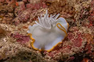 Anemone Prints: Sea slug in the Sea of the Philippines