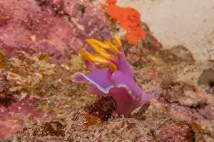 Anemone Prints: Sea slug in the Sea of the Philippines