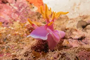 Anemone Prints: Sea slug in the Sea of the Philippines