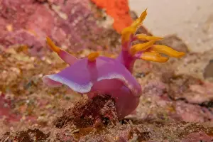 Anemone Prints: Sea slug in the Sea of the Philippines