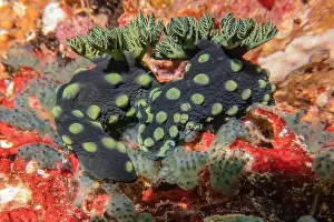 Anemone Prints: Sea slug in the Sea of the Philippines