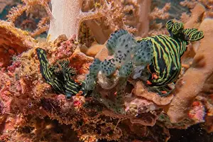Anemone Prints: Sea slug in the Sea of the Philippines