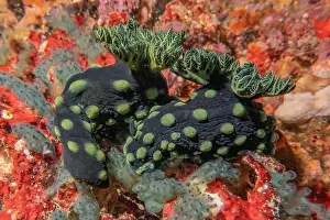 Anemone Prints: Sea slug in the Sea of the Philippines
