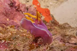 Anemone Prints: Sea slug in the Sea of the Philippines