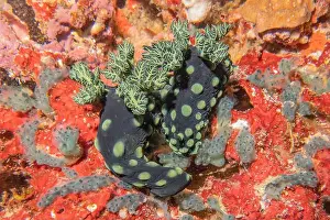 Anemone Prints: Sea slug in the Sea of the Philippines