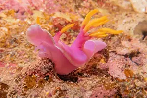 Anemone Prints: Sea slug in the Sea of the Philippines