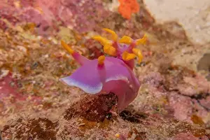 Anemone Prints: Sea slug in the Sea of the Philippines
