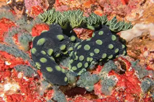 Anemone Prints: Sea slug in the Sea of the Philippines