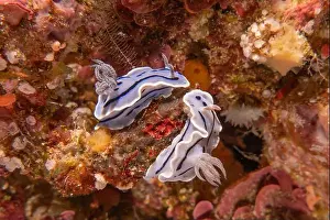 Sea Slug Prints: Sea slug at the tubbataha reef national park Philippines