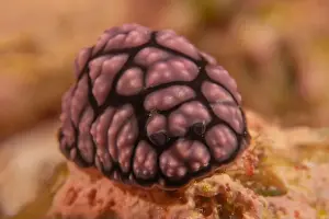 Sea Slug Prints: Sea slug at the tubbataha reef national park Philippines