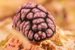 Sea Slug Prints: Sea slug at the tubbataha reef national park Philippines