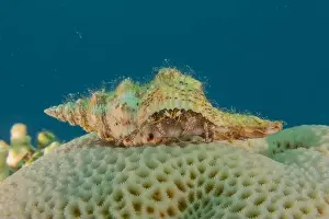 Snail Prints: Sea snail in the Red Sea Colorful and beautiful, Eilat Israel