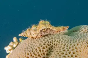 Snail Prints: Sea snail in the Red Sea Colorful and beautiful, Eilat Israel