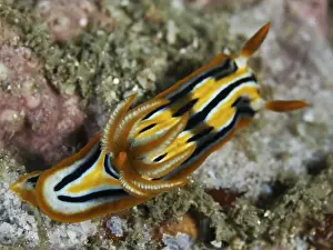 Conchifera Prints: A sea snail with vivid stripes