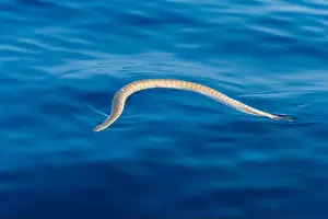 Venomous Prints: Sea snake breatihng at the surface