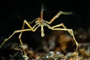 Papua New Guinea Prints: Sea Spider, an arthropod, from the Pycnogonida class