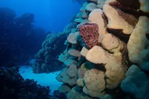 Underwater Photograph Prints: Sea sponge and coral reef in Red Sea near Marsa Alam, Egypt