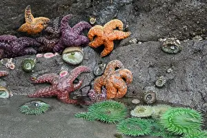 Starfish Prints: Sea stars and anemones revealed at low tide on the rocks at Myers Creek Area of Pistol River State Park