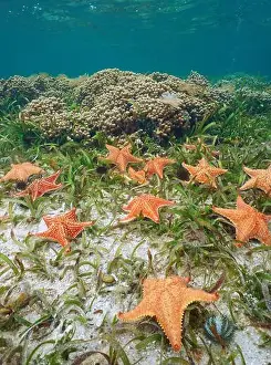 Sea Star Prints: Several sea stars Oreaster reticulatus underwater in the Caribbean sea