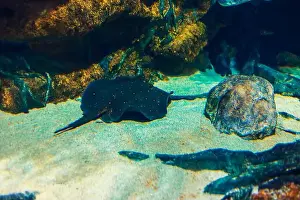 Stingray Prints: Sea stingray in its natural habitat