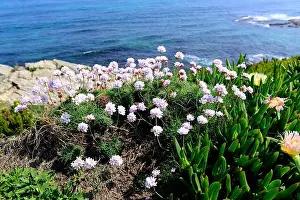 Lugo Prints: Sea thrift (Armeria pubigera or Armeria maritima) is an evergreen plant native to coastal areas to Northern Hemisphere