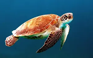 Bhutan Prints: A Sea Turtle