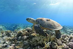 New Caledonia Prints: Sea turtle on colorful coral reef