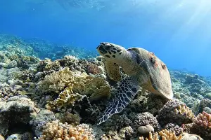 New Caledonia Prints: Sea turtle on colorful coral reef