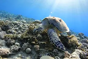 New Caledonia Prints: Sea turtle on a colorful coral reef at sunlight