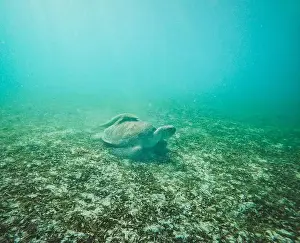 Seagrass Prints: Sea turtle with fish on back swims on grass bed in Virgin Islands