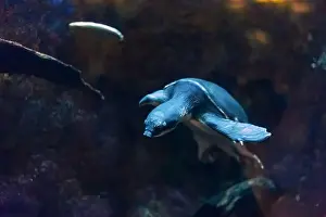 Sea Turtle Prints: Sea turtle in its natural habitat