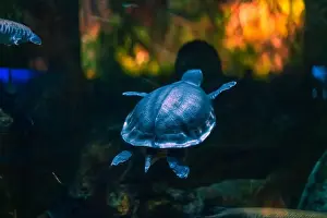 Sea Turtle Prints: Sea turtle in its natural habitat
