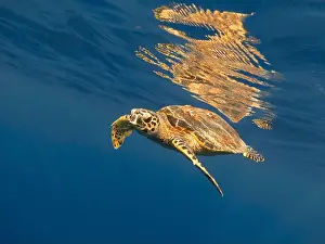 New Caledonia Prints: Sea turtle and its reflection on the surface of the water