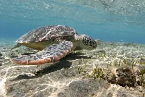 New Caledonia Prints: Sea turtle in shallow sea underwater