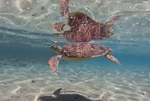 New Caledonia Prints: Sea turtle in shallow water and its reflection on the sea surface