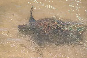 Rica Prints: Sea turtle swimming on the edge of a beach in Santa Catarina in Brazil