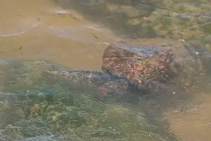 Rica Prints: Sea turtle swimming on the edge of a beach in Santa Catarina in Brazil