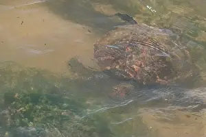 Rica Prints: Sea turtle swimming on the edge of a beach in Santa Catarina in Brazil