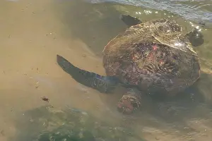 Rica Prints: Sea turtle swimming on the edge of a beach in Santa Catarina in Brazil
